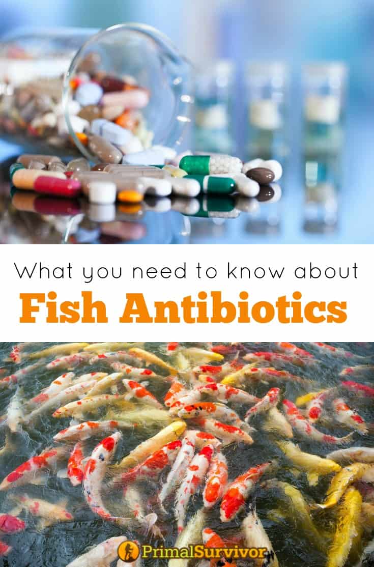 Fish Antibiotics for Humans Can You Take Them?