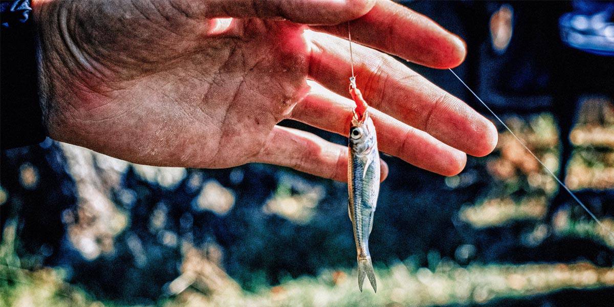 How to Build a DIY Survival Fishing Kit You Can Depend On