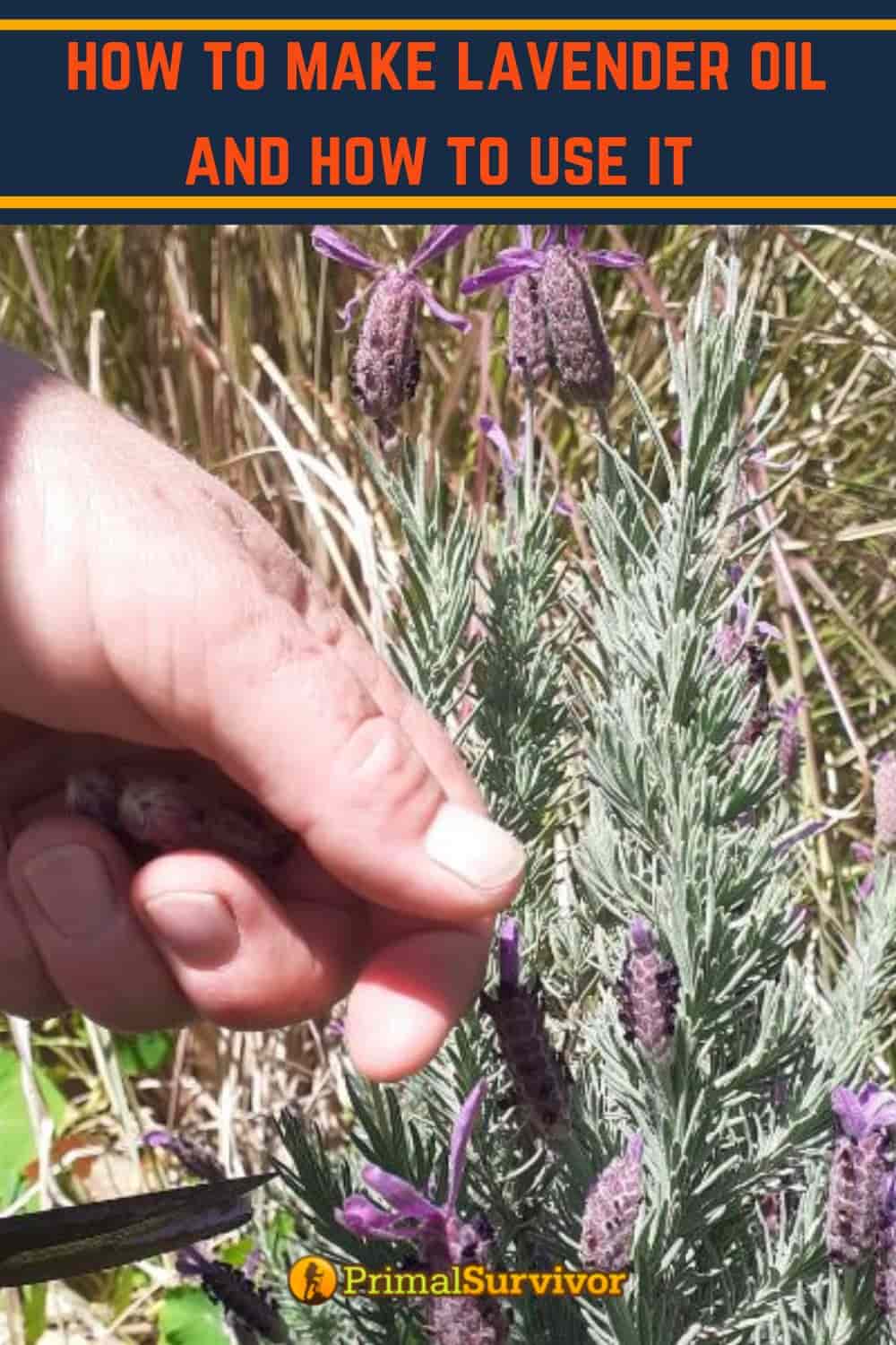 How To Make Lavender Oil And How To Use It