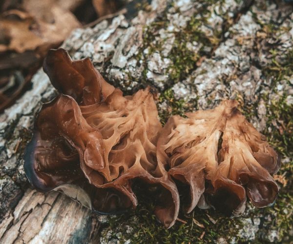 Wood Ear Mushroom Identification (and Lookalikes to Avoid) | Guns N Gold